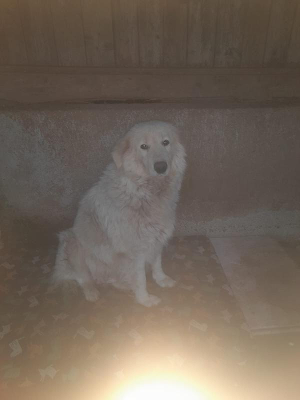 Mary - 7 Anni (nata indicativamente il 15 Gennaio 2019)  Razza: Simil Pastore Maremmano  Taglia: Medio grande   Foto 6